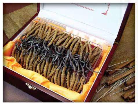 黔江冬虫夏草回收